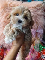 Jazz's green boy (sold), a male Maltipoo for sale in Conway, SC – Photo 3 of 4