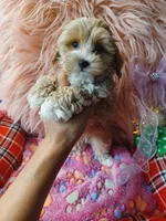 Jazz's green boy (sold), a male Maltipoo for sale in Conway, SC – Photo 4 of 4