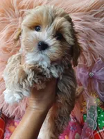 Jazz's green boy (sold), a male Maltipoo for sale in Conway, SC – Photo 1 of 4
