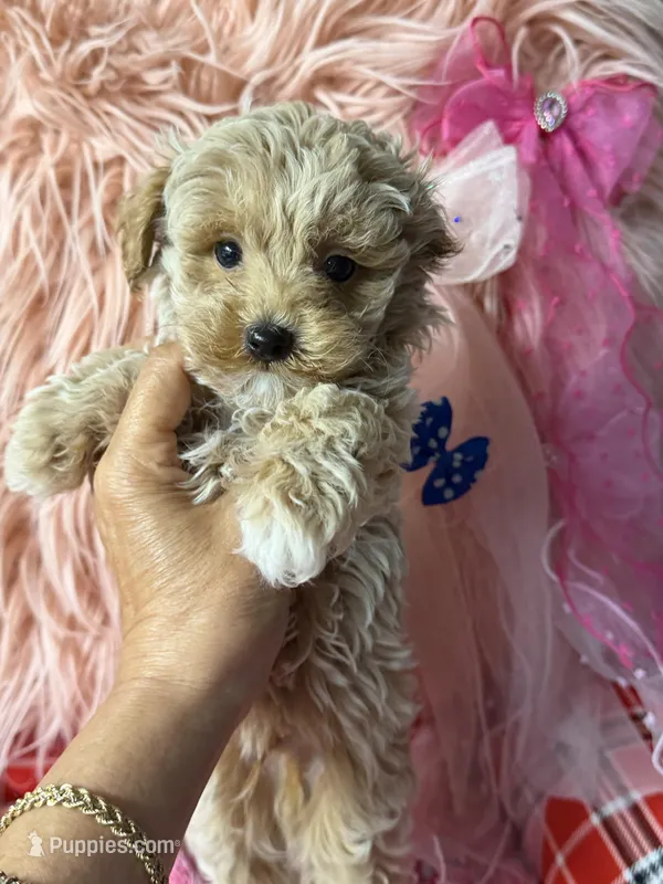 Ruby's blue 💙 boy – Maltipoo, Poodle - Toy  puppy for sale in Conway, SC
