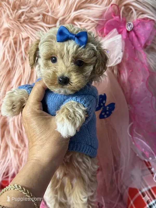 Ruby's blue 💙 boy – Maltipoo, Poodle - Toy  puppy for sale in Conway, SC