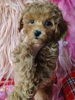 Bambi's light green boy , a male Maltipoo and Poodle - Toy  for sale in Conway, SC – Photo 3 of 4