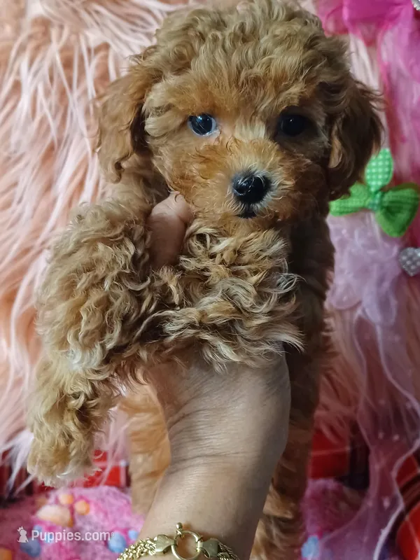 Bambi's light green boy  – Maltipoo, Poodle - Toy  puppy for sale in Conway, SC