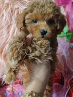Bambi's light green boy , a male Maltipoo and Poodle - Toy  for sale in Conway, SC – Photo 1 of 4