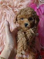 Bambi's light green boy , a male Maltipoo and Poodle - Toy  for sale in Conway, SC – Photo 2 of 4