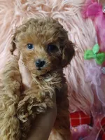 Bambi's light green boy , a male Maltipoo and Poodle - Toy  for sale in Conway, SC – Photo 4 of 4