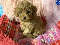 Daisy’s blue boy, a male Maltipoo and Poodle - Toy  for sale in Conway, SC – Photo 2 of 4