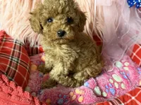 Daisy’s blue boy, a male Maltipoo and Poodle - Toy  for sale in Conway, SC – Photo 4 of 4