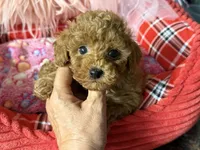 Daisy’s blue boy, a male Maltipoo and Poodle - Toy  for sale in Conway, SC – Photo 1 of 4