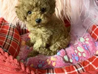 Daisy’s blue boy, a male Maltipoo and Poodle - Toy  for sale in Conway, SC – Photo 3 of 4