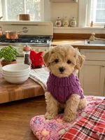 Chloe’s purple boy on hold, a male Maltipoo and Maltese for sale in Conway, SC – 4 of 5