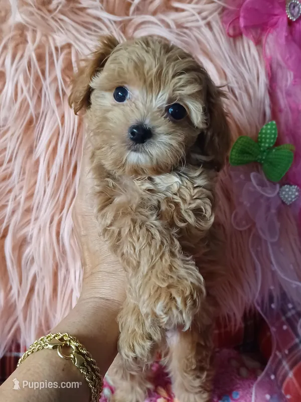 Reni's blue boy  – Maltipoo, Poodle - Toy  puppy for sale in Conway, SC