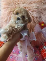 Fofo's pink girl (sold), a female Maltipoo and Maltese for sale in Conway, SC – Photo 1 of 5
