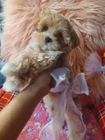 Fofo's pink girl (sold), a female Maltipoo and Maltese for sale in Conway, SC – Photo 4 of 5