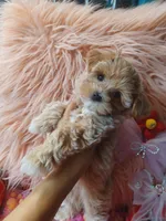 Fofo's pink girl (sold), a female Maltipoo and Maltese for sale in Conway, SC – Photo 3 of 5