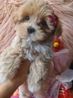 Fofo's pink girl (sold), a female Maltipoo and Maltese for sale in Conway, SC – Photo 5 of 5