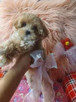 Fofo's pink girl (sold), a female Maltipoo and Maltese for sale in Conway, SC – Photo 2 of 5