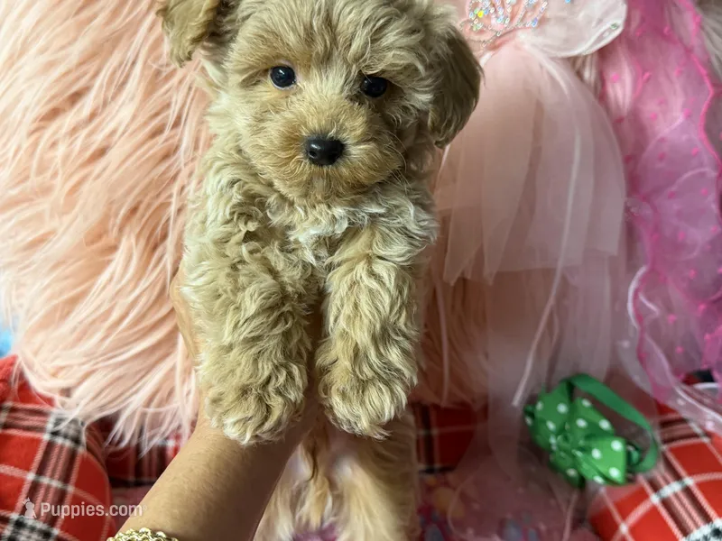 Ruby's green boy  – Maltipoo, Poodle - Toy  puppy for sale in Conway, SC