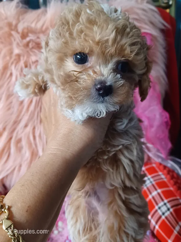 Lovely's light green boy  – Maltipoo, Maltese puppy for sale in Conway, SC