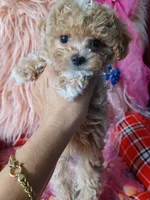 Lovely's light green boy , a male Maltipoo and Maltese for sale in Conway, SC – Photo 4 of 4