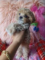 Lovely's light green boy , a male Maltipoo and Maltese for sale in Conway, SC – Photo 2 of 4