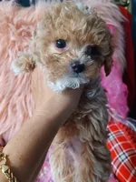 Lovely's light green boy , a male Maltipoo and Maltese for sale in Conway, SC – Photo 3 of 4