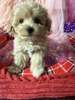 Chloe’s purple boy on hold, a male Maltipoo and Maltese for sale in Conway, SC – 3 of 5