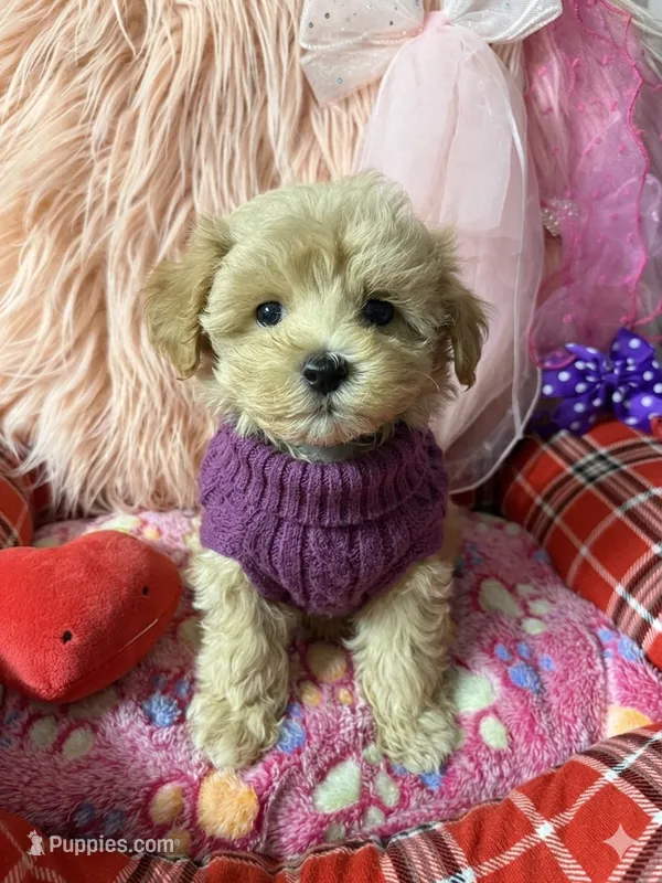 Chloe’s purple boy – Maltipoo, Maltese puppy for sale in Conway, SC