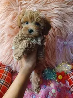 Jazz's Red girl (sold), a female Maltipoo for sale in Conway, SC – Photo 5 of 9