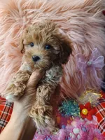 Jazz's Red girl (sold), a female Maltipoo for sale in Conway, SC – Photo 3 of 9