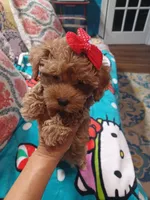 Jazz's Red girl (sold), a female Maltipoo for sale in Conway, SC – Photo 2 of 9