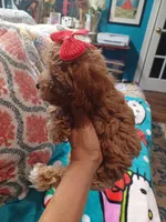 Jazz's Red girl (sold), a female Maltipoo for sale in Conway, SC – Photo 4 of 9