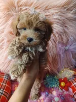 Jazz's Red girl (sold), a female Maltipoo for sale in Conway, SC – Photo 6 of 9