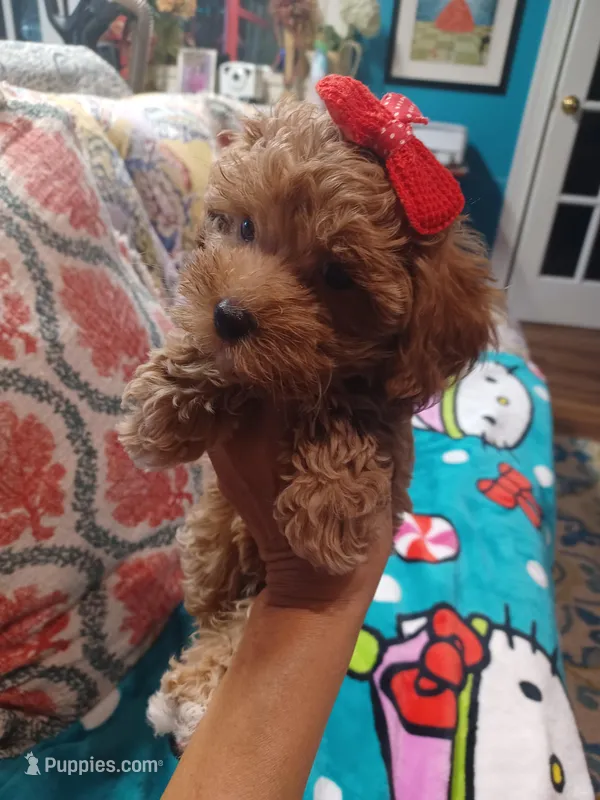 Jazz's Red girl (sold)