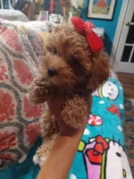 Jazz's Red girl (sold), a female Maltipoo for sale in Conway, SC – Photo 1 of 9