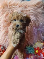 Jazz's Red girl (sold), a female Maltipoo for sale in Conway, SC – Photo 7 of 9