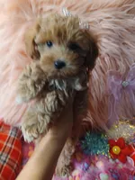 Jazz's Red girl (sold), a female Maltipoo for sale in Conway, SC – Photo 8 of 9