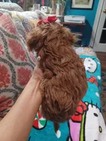 Jazz's Red girl (sold), a female Maltipoo for sale in Conway, SC – Photo 9 of 9