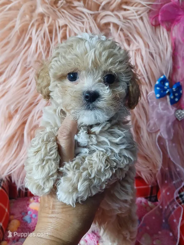 Lovely's blue 💙 boy – Maltipoo, Maltese puppy for sale in Conway, SC