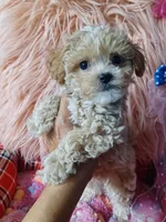 Lovely's blue 💙 boy, a male Maltipoo and Maltese for sale in Conway, SC – Photo 4 of 5