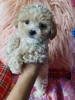 Lovely's blue 💙 boy, a male Maltipoo and Maltese for sale in Conway, SC – Photo 5 of 5