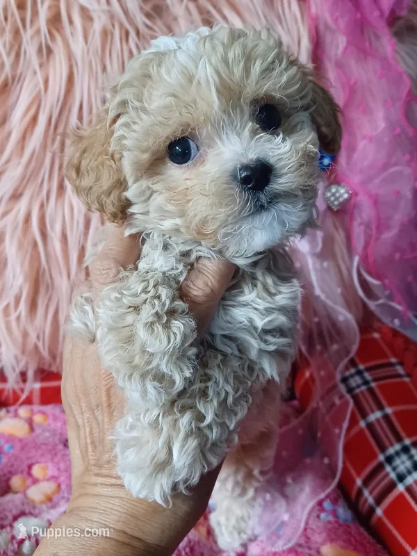 Lovely's blue 💙 boy – Maltipoo, Maltese puppy for sale in Conway, SC