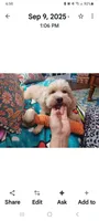 Lavender , a female Maltipoo and Maltese for sale in Conway, SC – Photo 1 of 5
