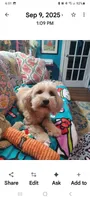 Lavender , a female Maltipoo and Maltese for sale in Conway, SC – Photo 2 of 5