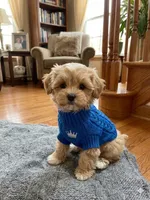Chloe’s blue boy, a male Maltipoo and Maltese for sale in Conway, SC – 1 of 5