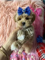 Chloe’s blue boy, a male Maltipoo and Maltese for sale in Conway, SC – 4 of 5