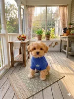 Chloe’s blue boy, a male Maltipoo and Maltese for sale in Conway, SC – 3 of 5