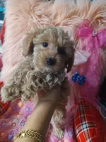 Audrey's boy. , a male Maltipoo and Maltese for sale in Conway, SC – Photo 2 of 4