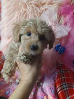 Audrey's boy. , a male Maltipoo and Maltese for sale in Conway, SC – Photo 4 of 4