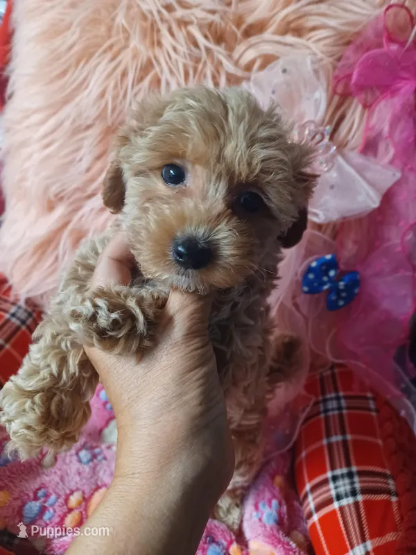 Audrey's boy.  – Maltipoo, Maltese puppy for sale in Conway, SC